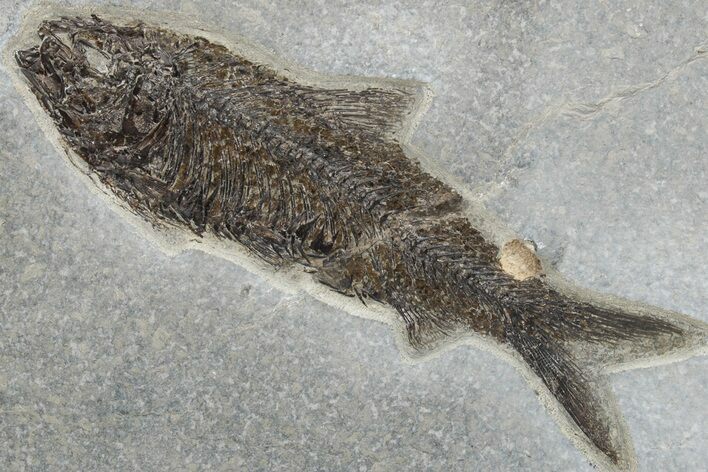 Detailed Fossil Fish (Knightia) - Wyoming #211169